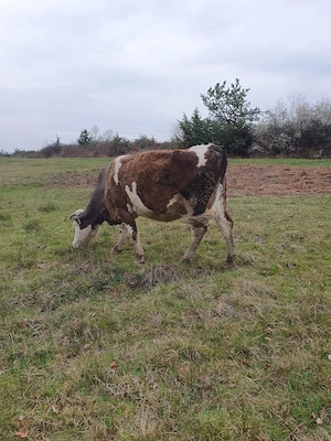 Vand vaca gestanta 8 luni - imagine 2