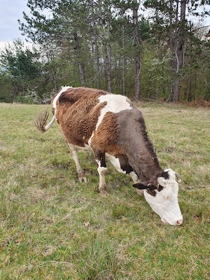 Vand vaca gestanta 8 luni - imagine 3