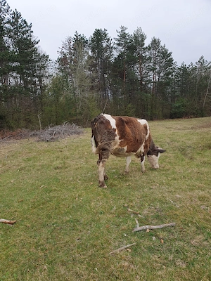 Vand vaca gestanta 8 luni