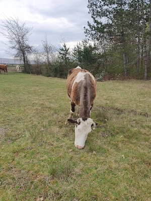 Vand vaca gestanta 8 luni - imagine 4