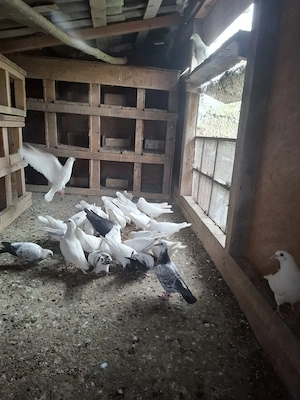 Vand porumbei voiajori albi  - imagine 3