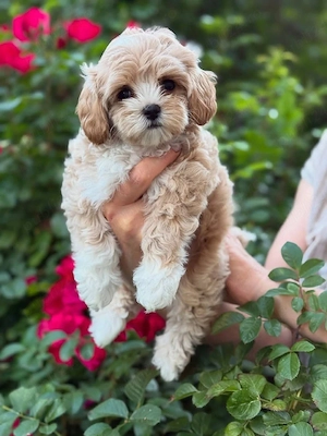 maltipoo poodle mini toy 