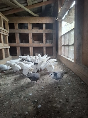 Vand porumbei voiajori albi  - imagine 2