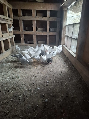 Vand porumbei voiajori albi 