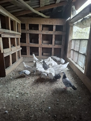 Vand porumbei voiajori albi  - imagine 4