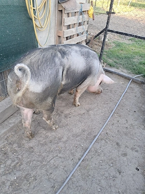 purcea pietran - imagine 5