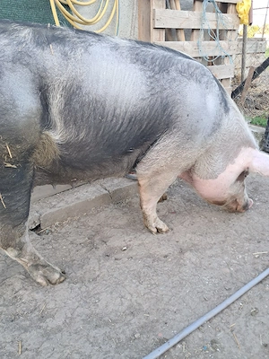 purcea pietran - imagine 2