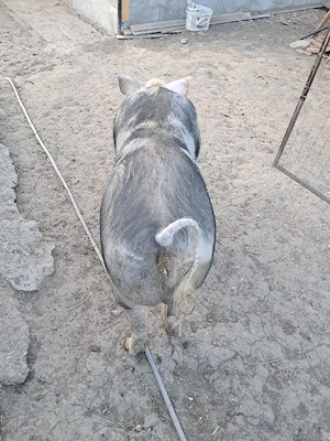 purcea pietran - imagine 3