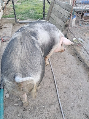 purcea pietran - imagine 4