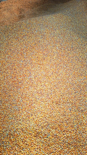 Porumb boabe recolta 2025