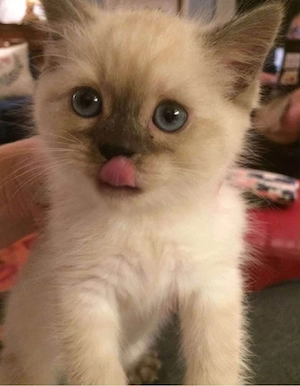 ragdoll fetita si baietel