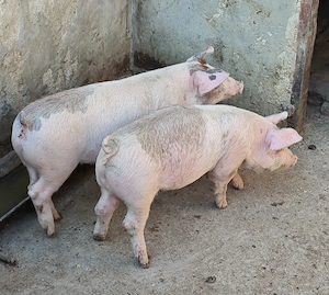 Purcei de vanzare - imagine 3