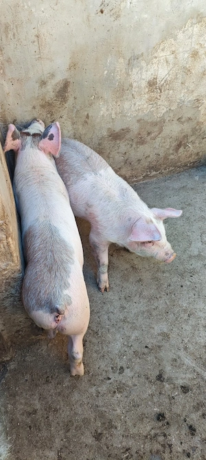 Purcei de vanzare - imagine 4