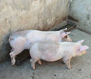 Purcei de vanzare - imagine 2