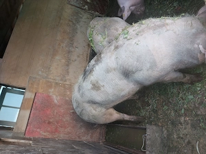 Vând porci 90 120kg - imagine 3