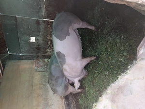 Vând porci 90 120kg