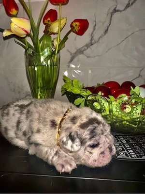 Buldog Francez Merle - imagine 2