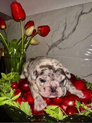 Buldog Francez Merle - imagine 3