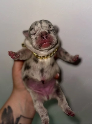 Buldog Francez Merle