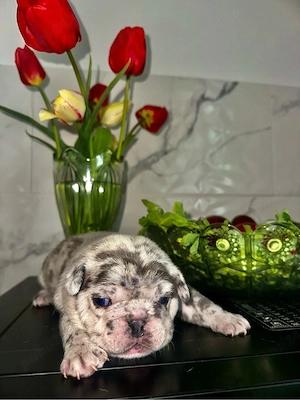 Buldog Francez Merle - imagine 3