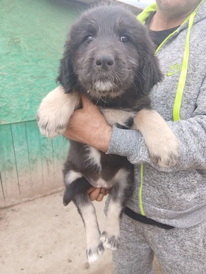 vând cățeii ciobănesc de Bucovina 