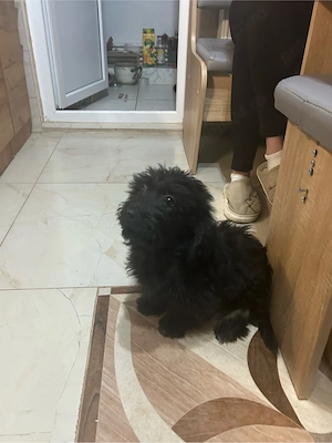 Donez cățeluș - imagine 3