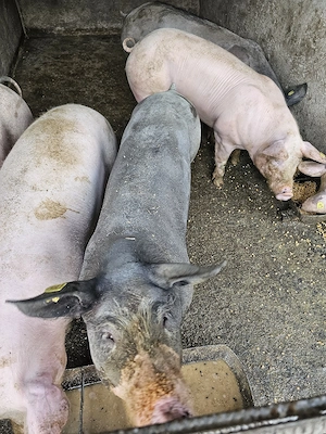 porci de vanzare - imagine 2