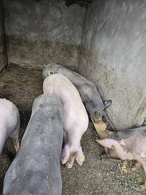 porci de vanzare - imagine 4