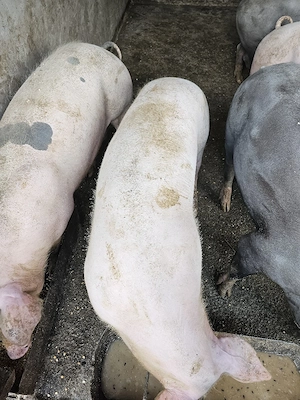 porci de vanzare - imagine 3