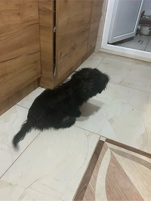 Donez cățeluș - imagine 2