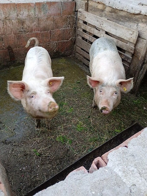 vand grăsuni  - imagine 3