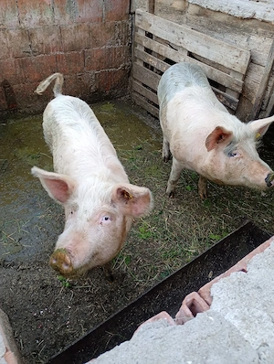 vand grăsuni  - imagine 2