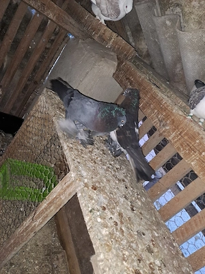 Porumbei de vânzare - imagine 3