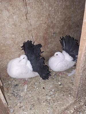 Porumbei de vânzare - imagine 5