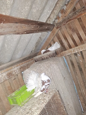 Porumbei de vânzare - imagine 2