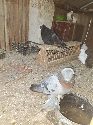 Porumbei de vânzare