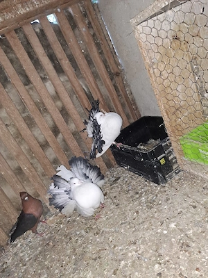 Porumbei de vânzare - imagine 4