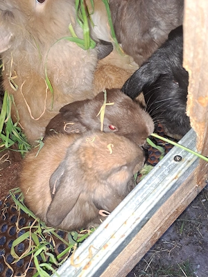 Iepuri de vânzare - imagine 2