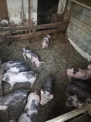 Vand purcei Pietrain pur  - imagine 3