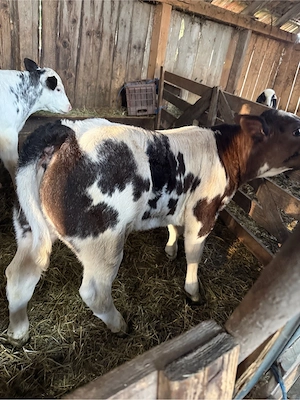 de vanzare tauras si vitea belga 75 - imagine 3