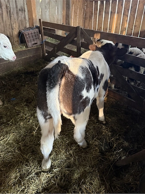 de vanzare tauras si vitea belga 75 - imagine 2