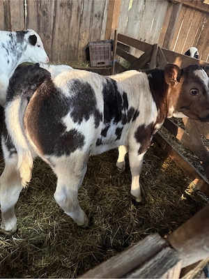 de vanzare tauras si vitea belga 75 - imagine 4