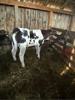 de vanzare tauras si vitea belga 75