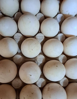 Ouă de rată leseasca 