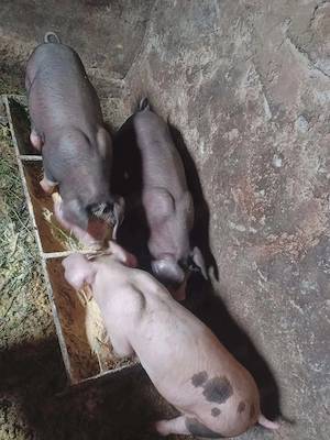 Vand purcei - imagine 3