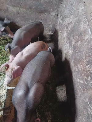 Vand purcei - imagine 4