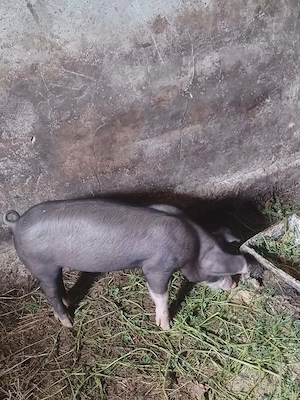 Vand purcei - imagine 5