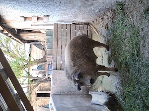 Vând porc  mangalita  - imagine 4