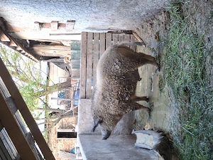 Vând porc  mangalita  - imagine 2