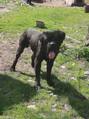 mascul.cane corso de vnzare  - imagine 2